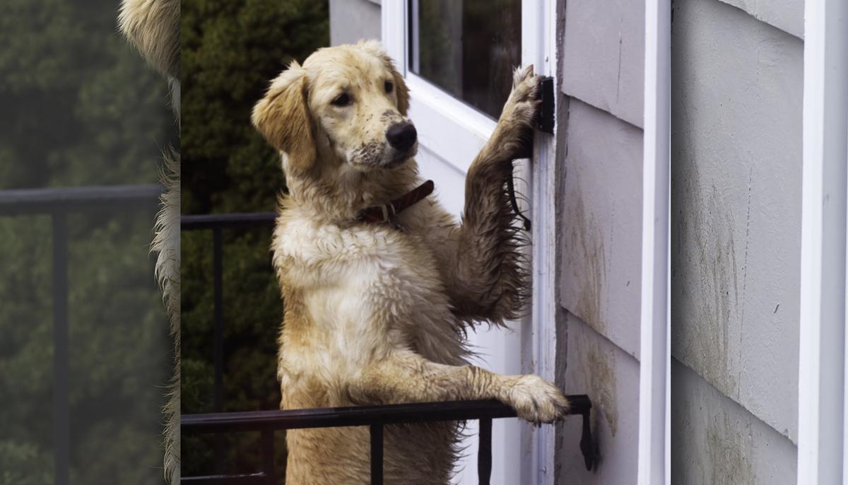 Video: Smart Dog Locked Outside Rings Doorbell at 2:18am, Waits for Owners to Let Her In