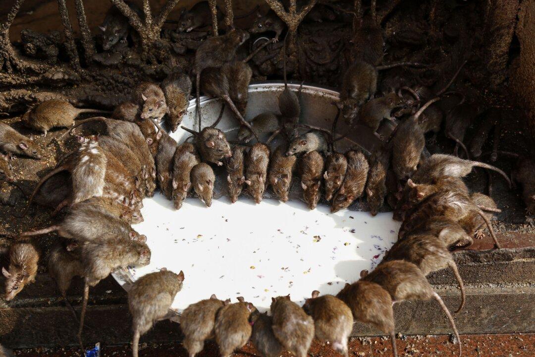 Rat Population Out of Control in China’s Inner Mongolia as People Fear the Plague is Spreading