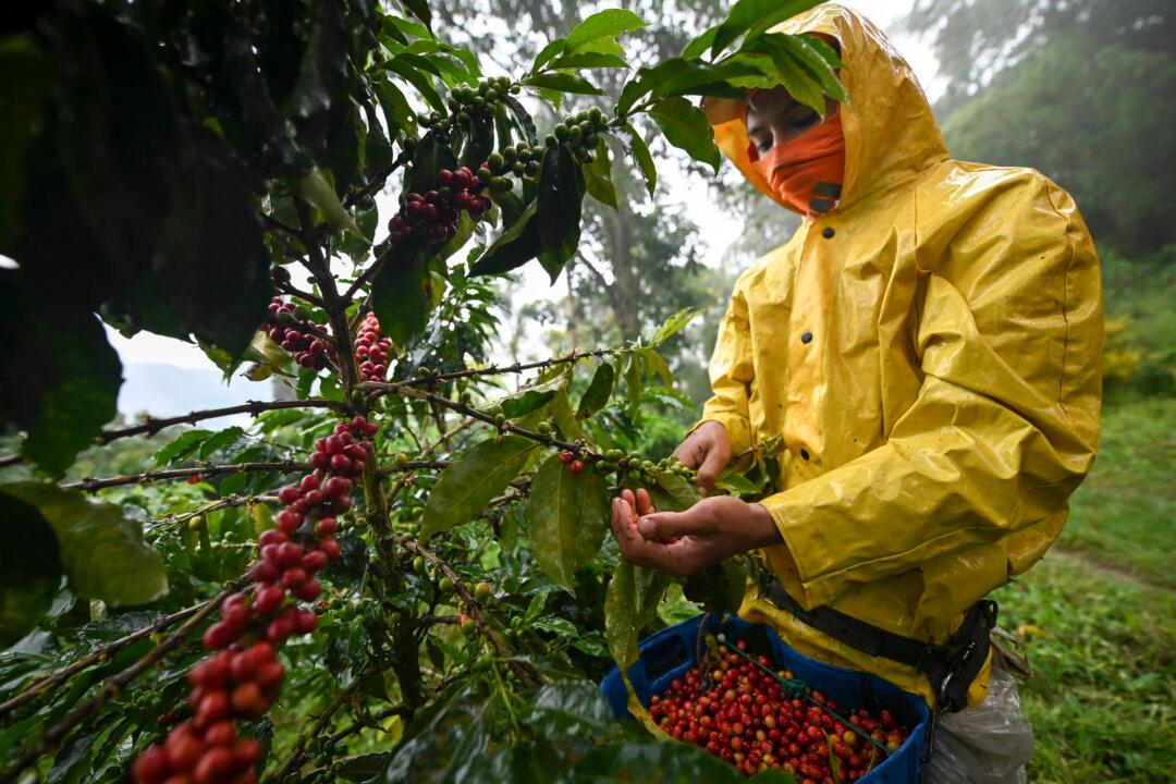 Coffee Prices Rise as Bad Harvests Squeeze Supply: Reports