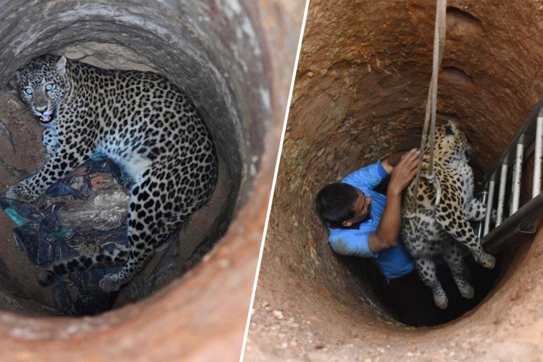 A Risky Rescue: Veterinarian Climbed Down a 30-foot Dry Well to Save a Trapped Leopard