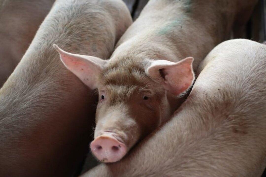US Pork Industry Braces as Ports ‘Bombarded’ by African Swine Fever