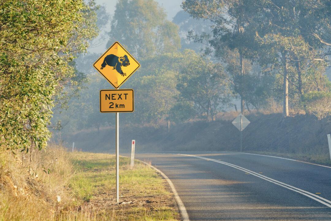 Aussie Woman Saves Burned Koala From Bushfire Using Her Own Shirt, Delivers Him to Koala Hospital