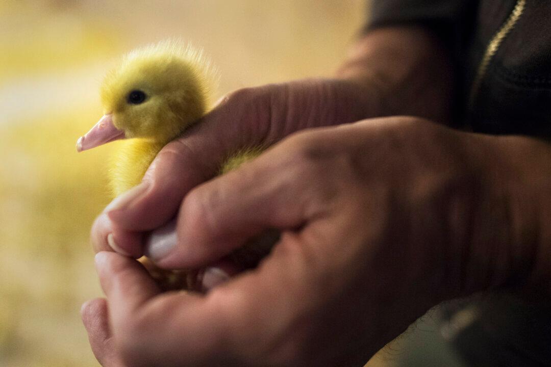 The Final Fight for Foie Gras in the US