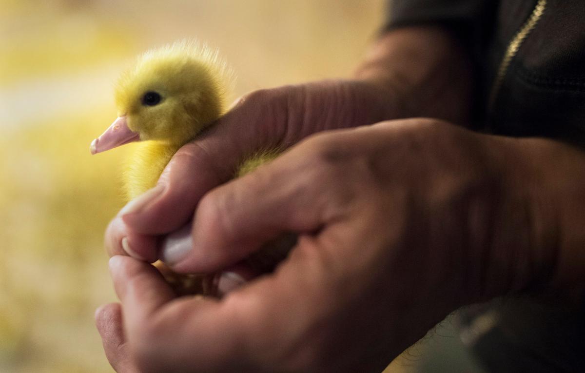 The Final Fight for Foie Gras in the US