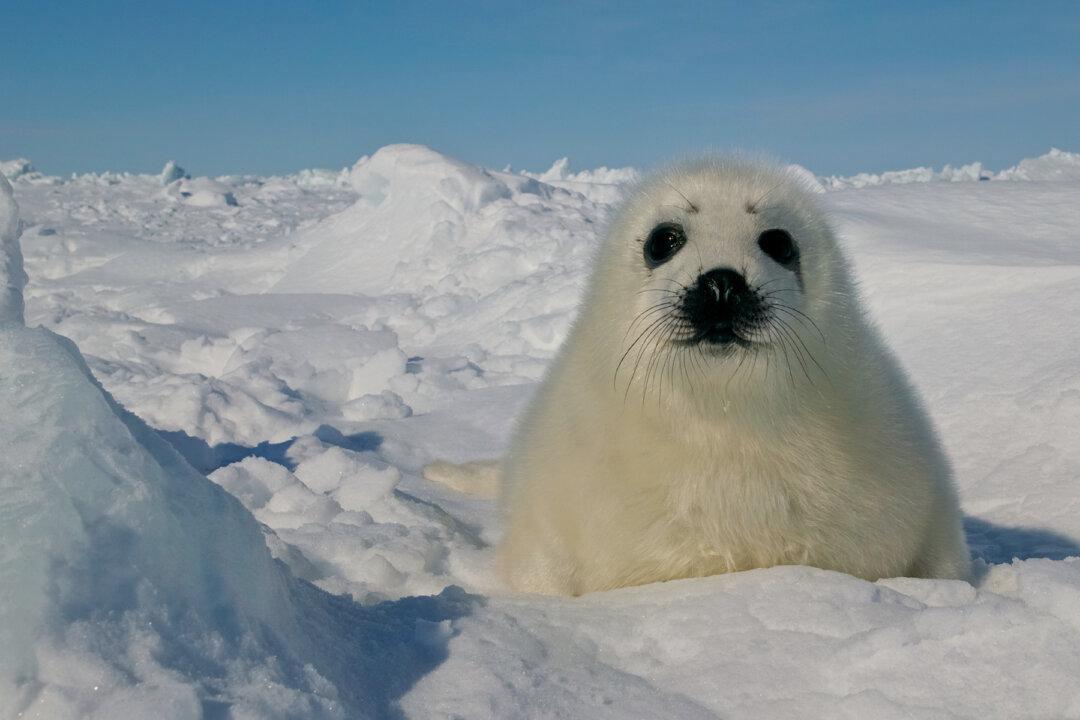 Short Animation About Animal Extinction Wins Film Festival Awards, Goes Super Viral on YouTube