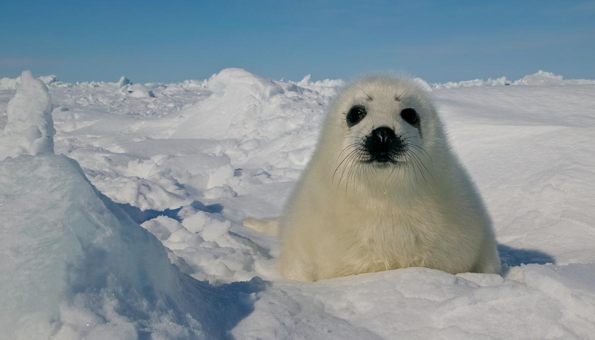 Short Animation About Animal Extinction Wins Film Festival Awards, Goes Super Viral on YouTube