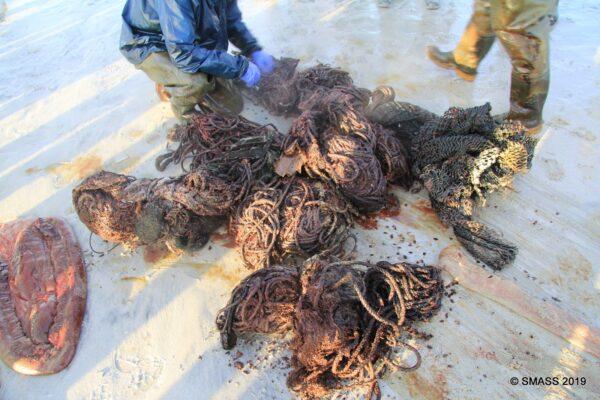 Waste such as plastic cups, rope, fishing nets, bags, and packing straps were found in a stranded sperm whale's stomach. (Courtesy of Scottish Marine Animal Strandings Scheme)