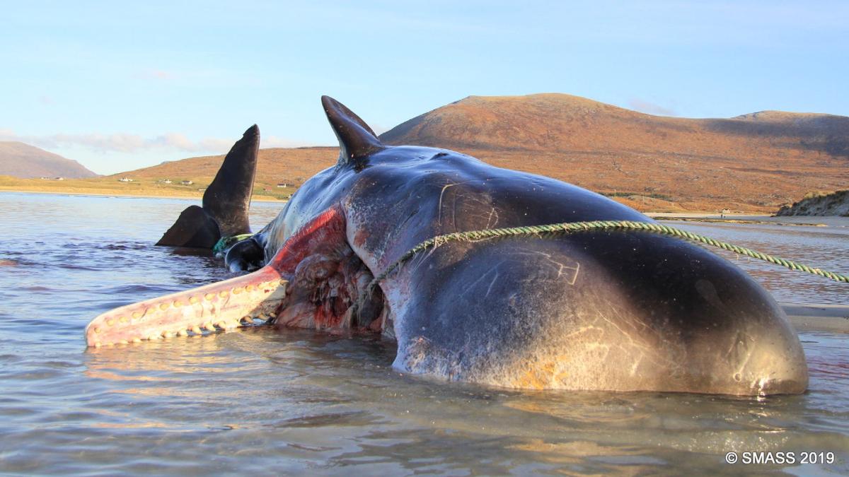 Sperm Whale Found Dead With ‘Horrific’ 220-Pound ‘Litter Ball’ in Its Stomach