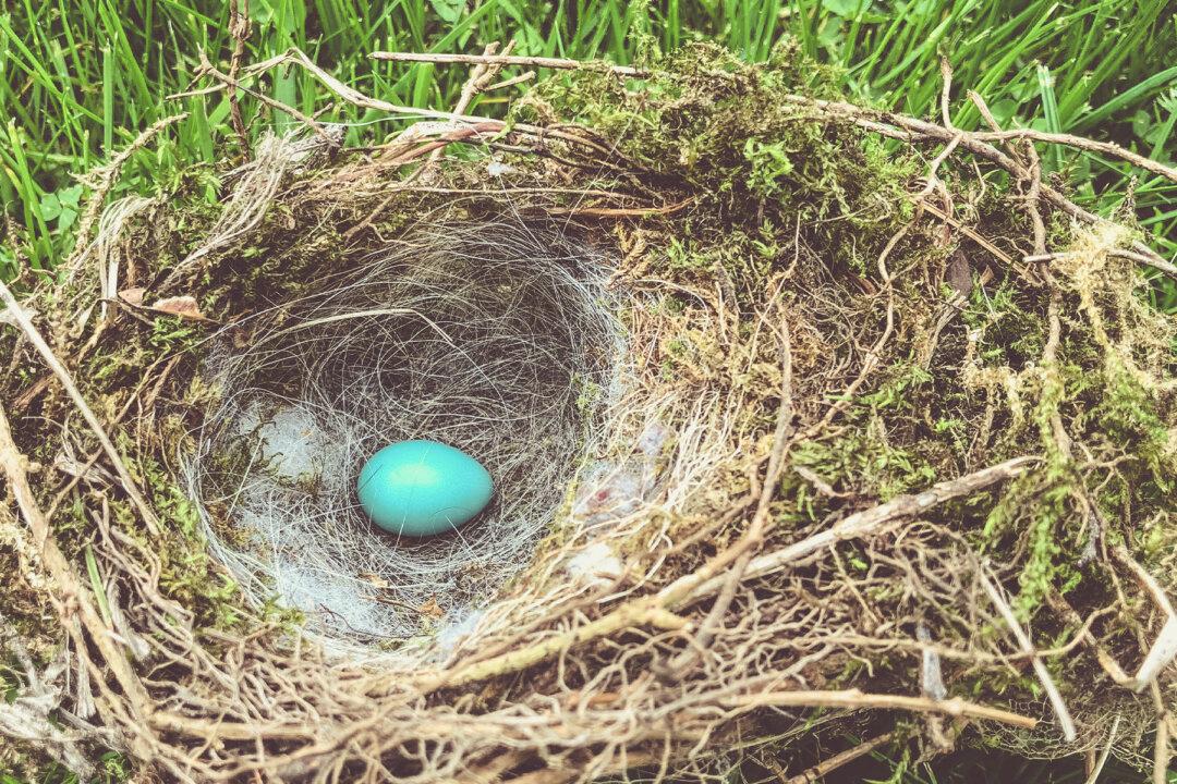 Starling Bird That Emerged From a Cracked Egg Is 5 Years Old Now and Can Talk