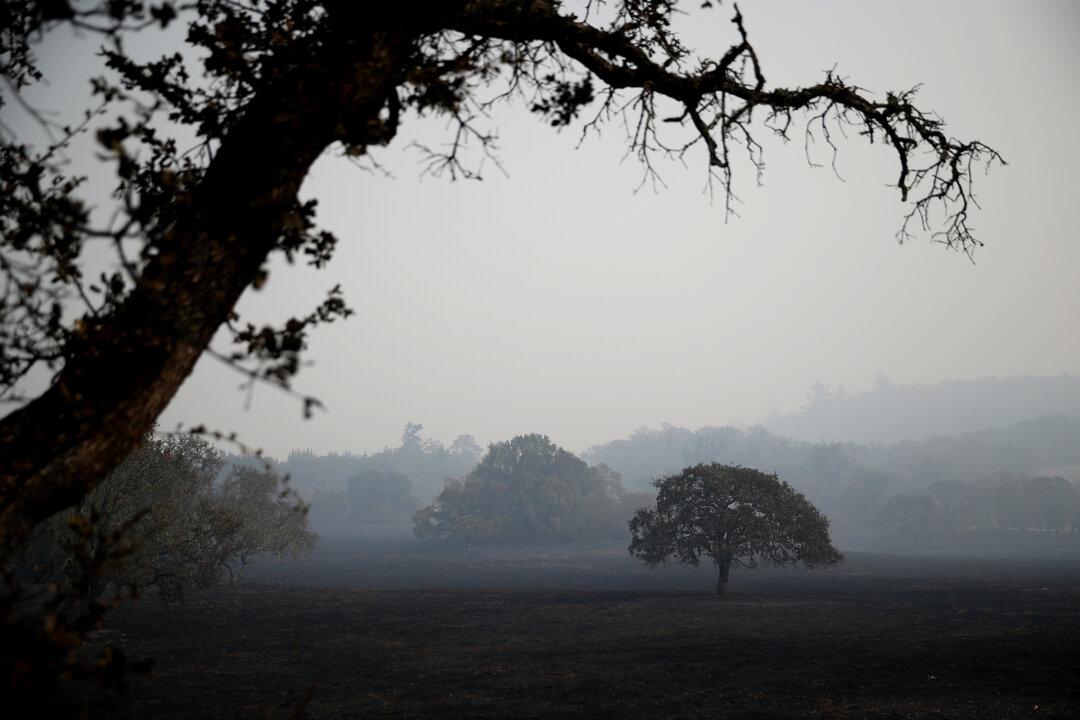 Major Infectious Disease Threatening Oak Trees in California