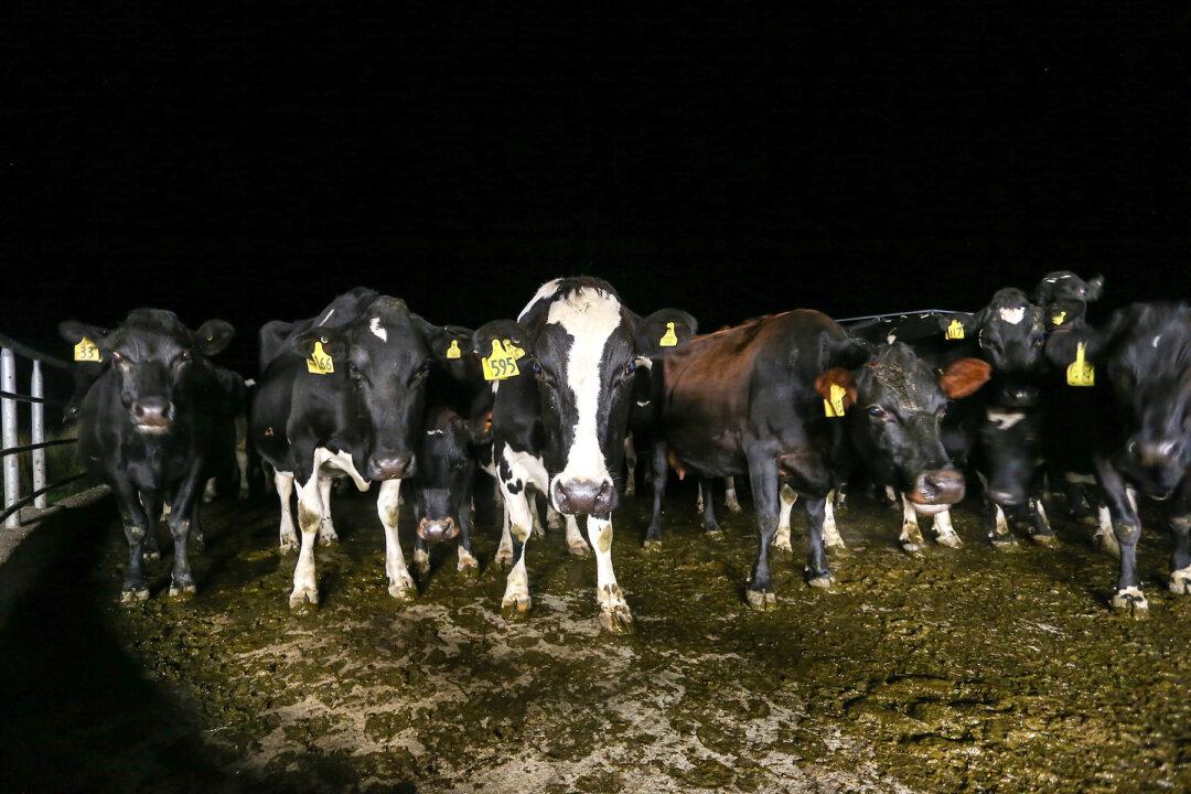 China Approves New Zealand’s Synlait Milk to Sell Infant Formula to Country