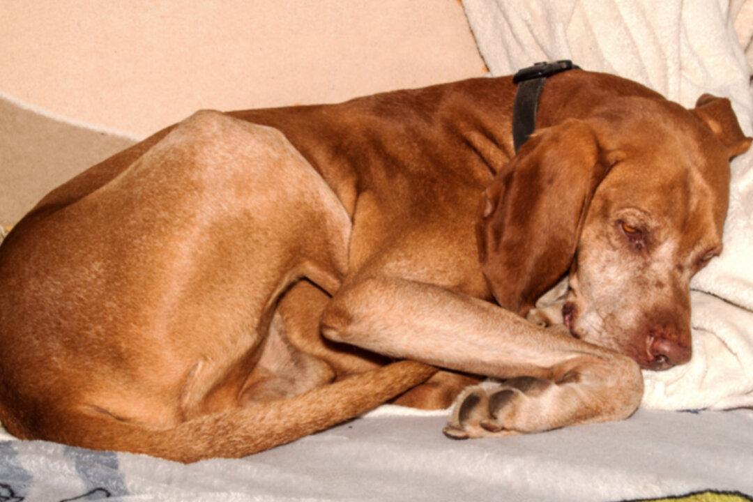 Dog Owner Warns: Artificial Sweeteners Harmful to K9s After Pet Dies From Sugar-Free Brownie