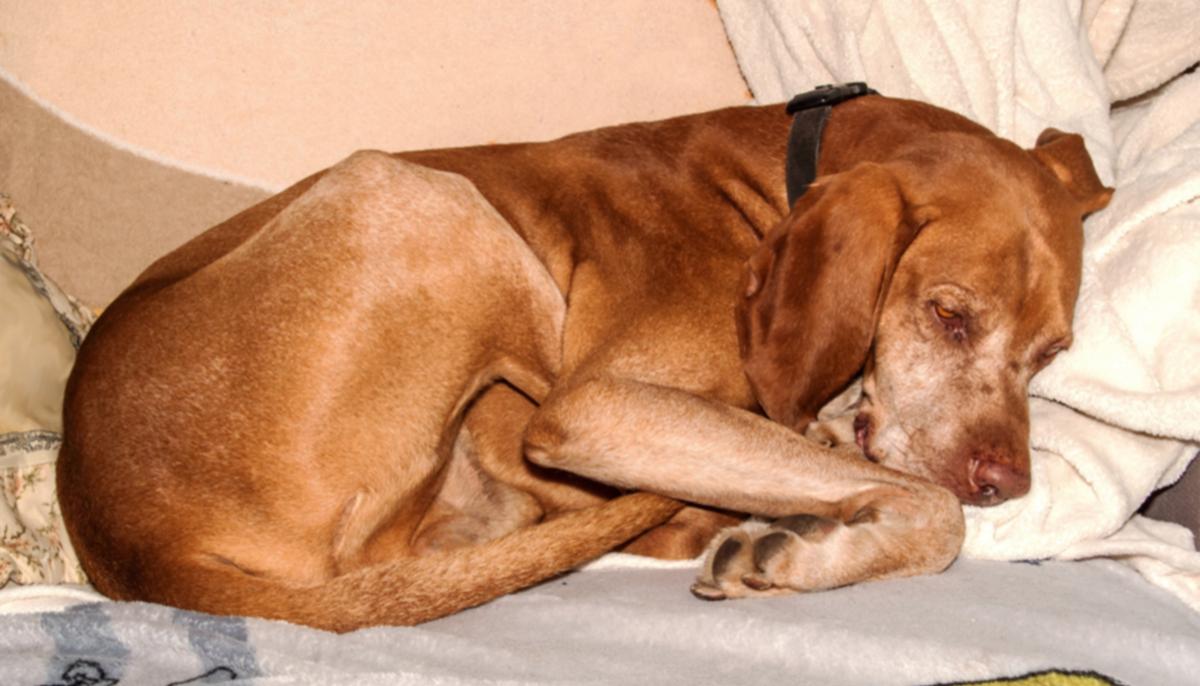 Dog Owner Warns: Artificial Sweeteners Harmful to K9s After Pet Dies From Sugar-Free Brownie