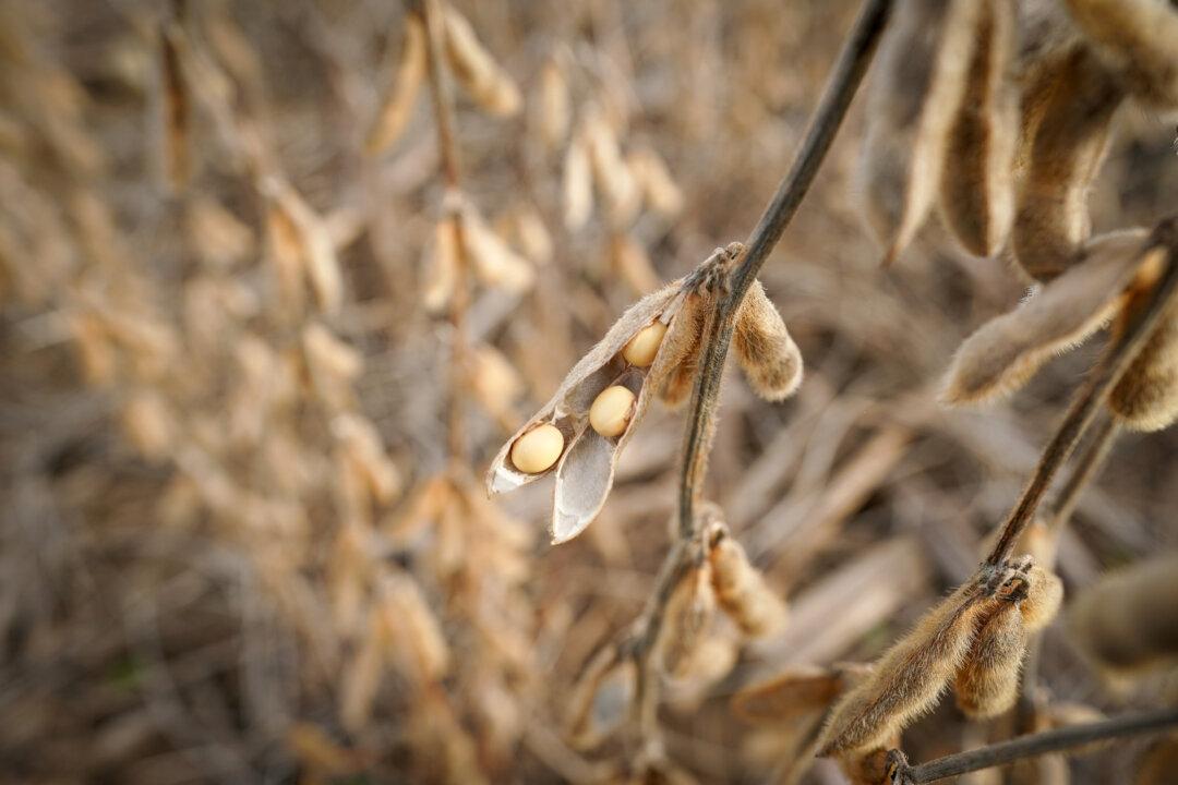 China Buys US Soybeans After Beijing Issues New Tariff Waivers: Traders