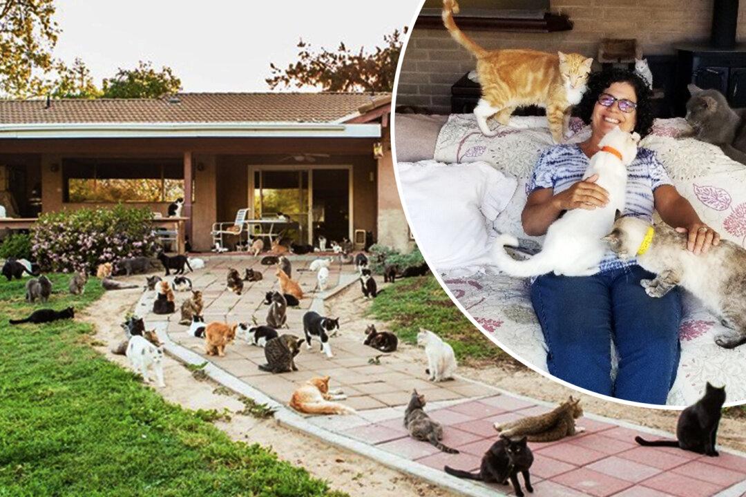 California ‘Crazy Cat Lady’ Shares Her Home With 1,100 Feral Felines, Finds New Homes for Them