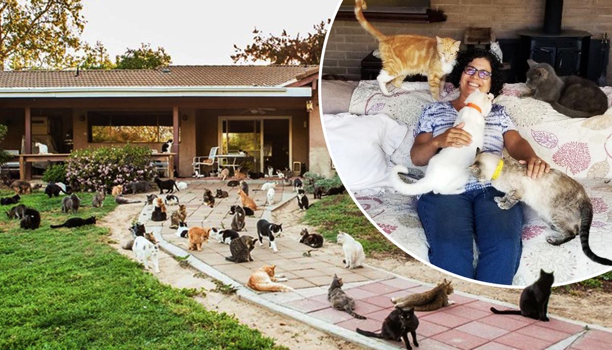 California ‘Crazy Cat Lady’ Shares Her Home With 1,100 Feral Felines, Finds New Homes for Them