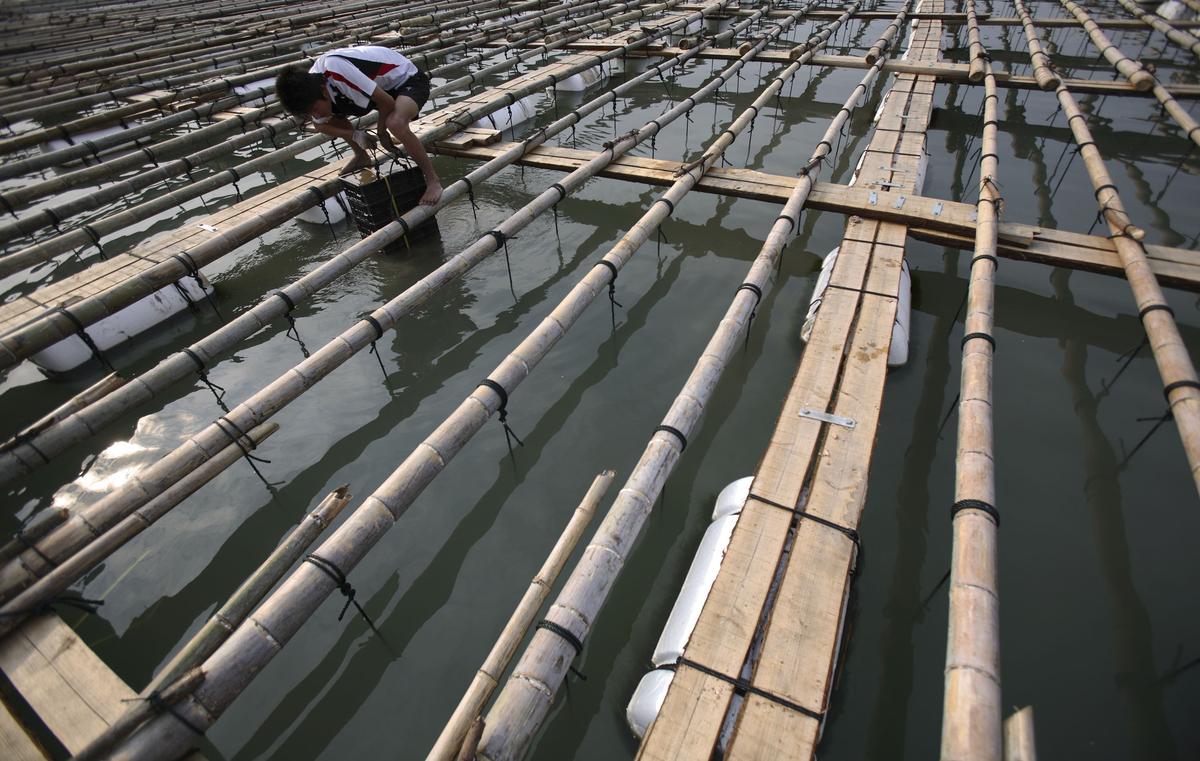 Chinese Abalone Farmers Suffer Huge Losses