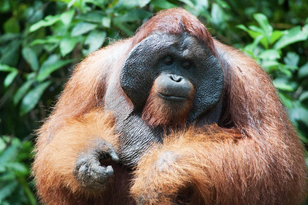 Video: Emotional Orangutan ‘Kisses’ Pregnant Woman’s Baby Bump Through the Glass at Zoo in UK