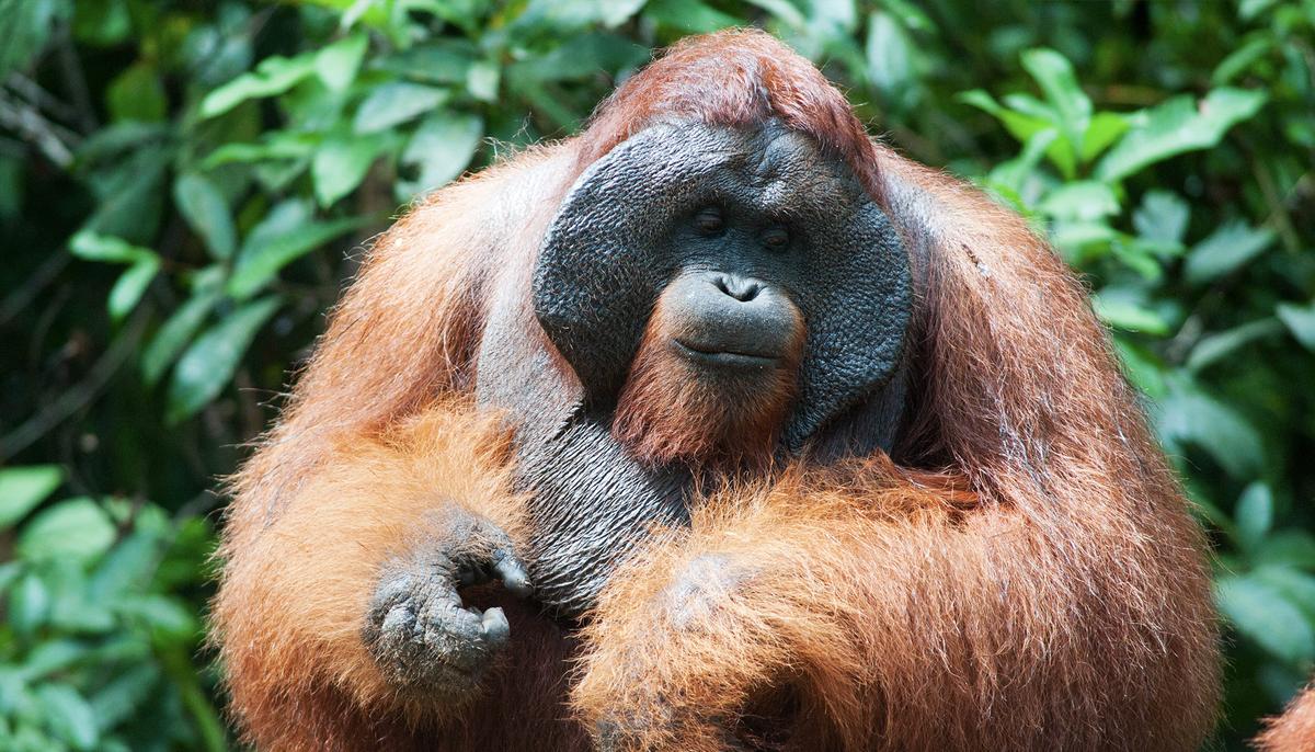Video: Emotional Orangutan ‘Kisses’ Pregnant Woman’s Baby Bump Through the Glass at Zoo in UK