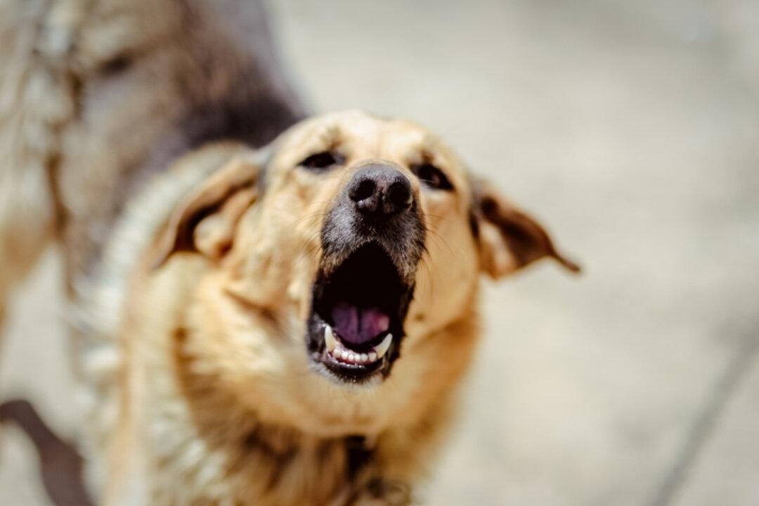 Motorist Kicks Stray Dog for Being in His Parking Spot–Then It Returns With Pals to Trash His Car