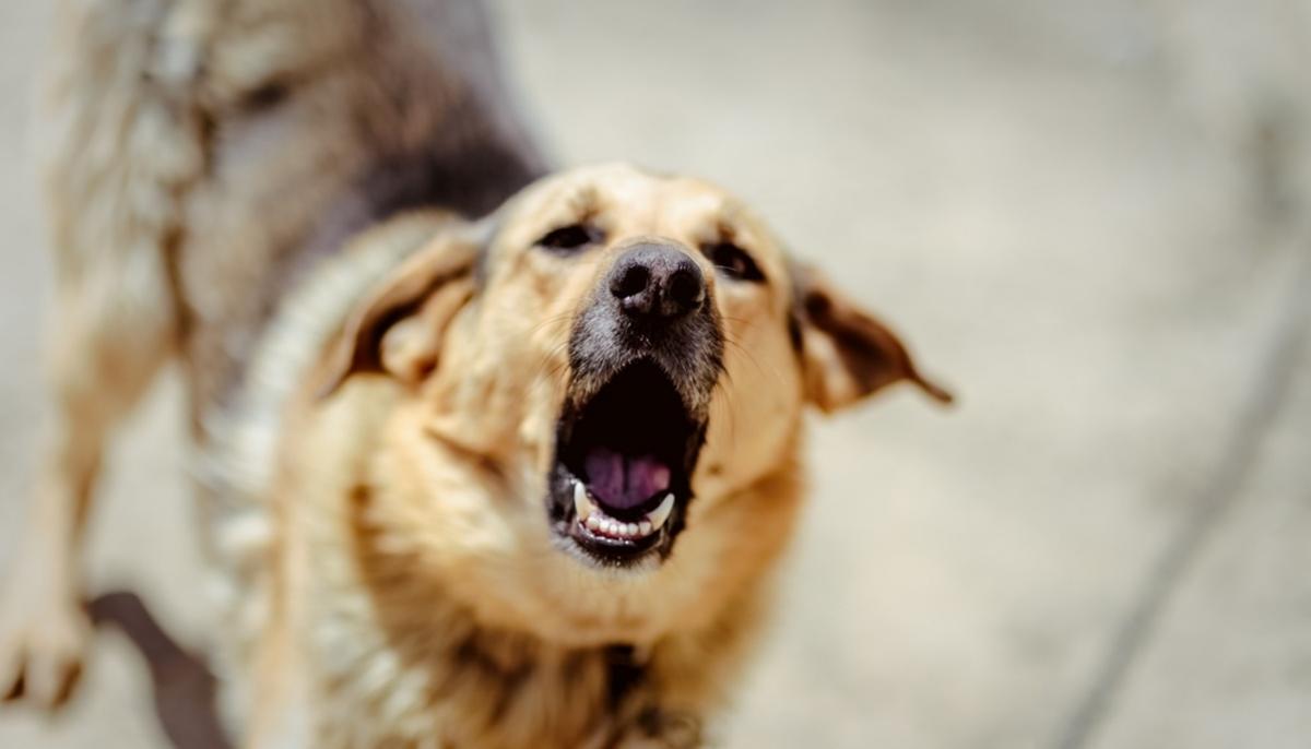 Motorist Kicks Stray Dog for Being in His Parking Spot–Then It Returns With Pals to Trash His Car