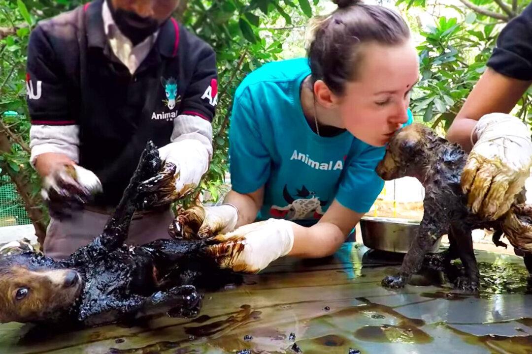 Puppies Found Trapped in Sticky Black Tar in Garbage Dump–but Watch Their Amazing Transformation