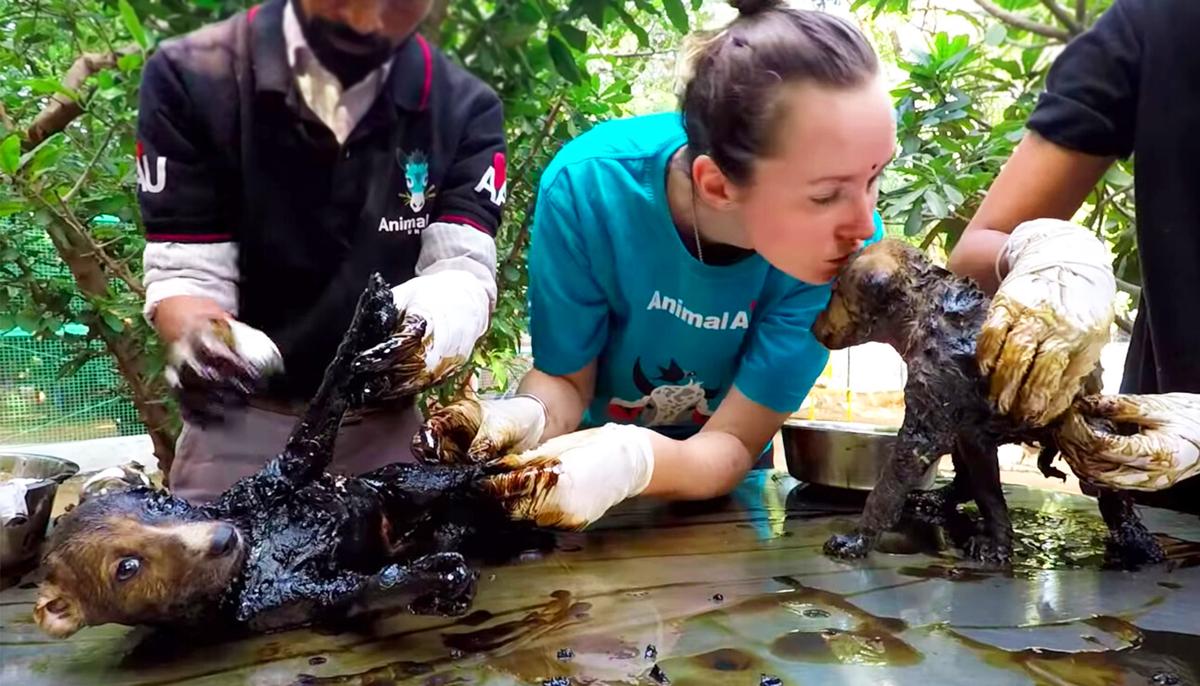 Puppies Found Trapped in Sticky Black Tar in Garbage Dump–but Watch Their Amazing Transformation