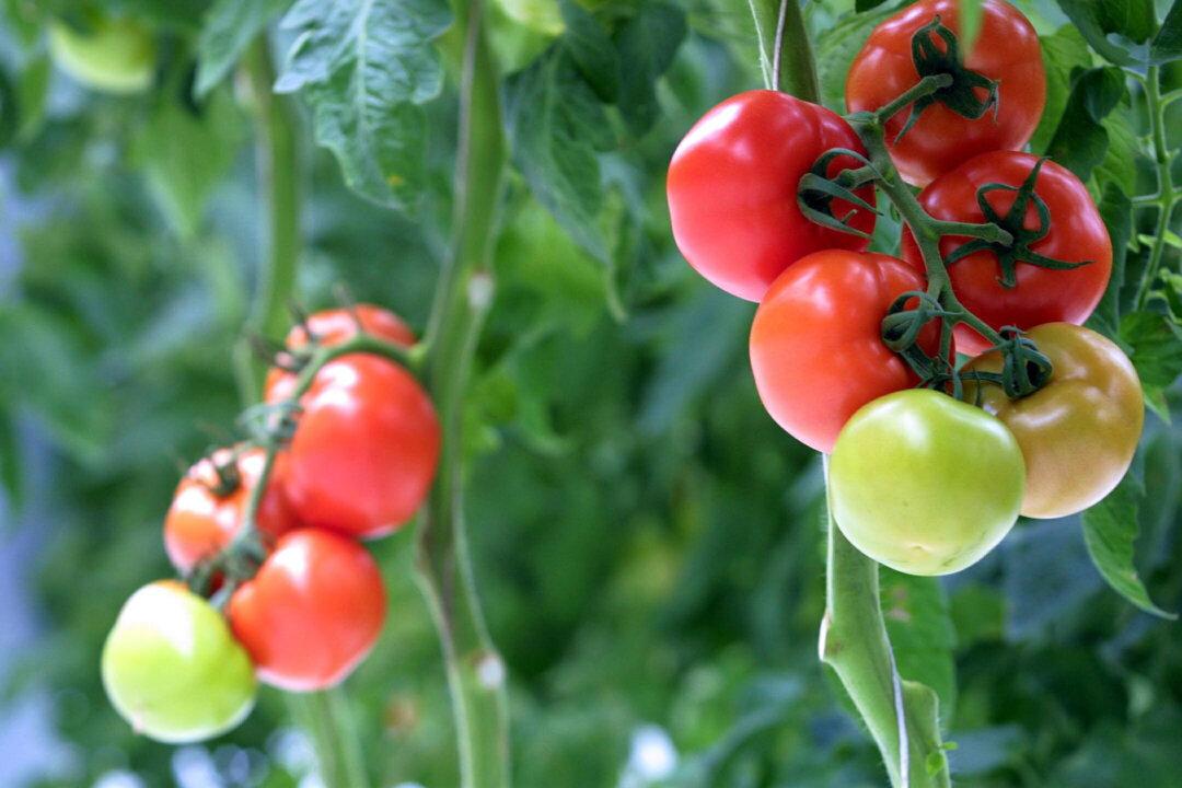 Plants Emit Ultrasonic ‘Screams’ When Stressed: Study