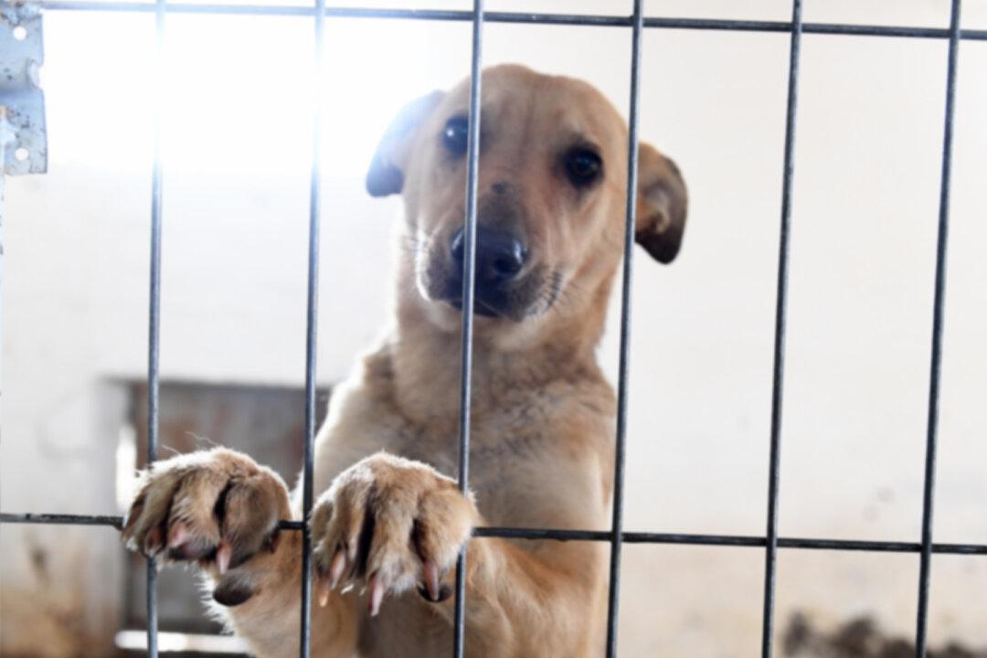 Heartbreaking Photo of the Only Dog Left at the Shelter Goes Viral, and Lands Him a New Family