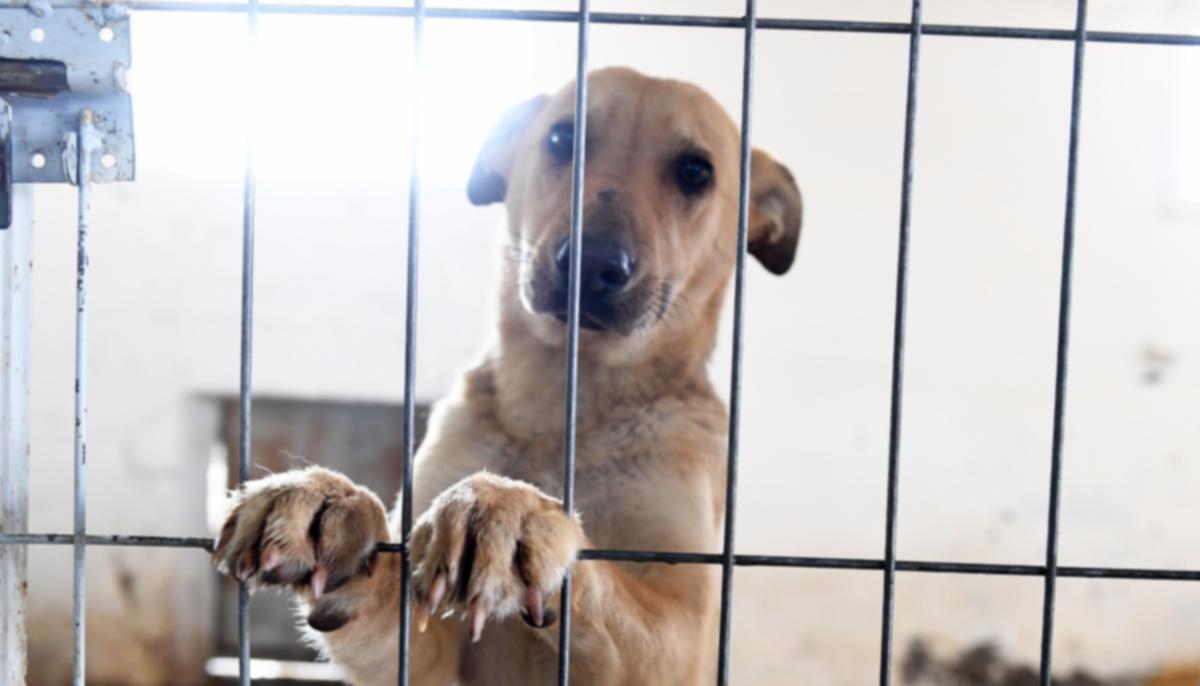 Heartbreaking Photo of the Only Dog Left at the Shelter Goes Viral, and Lands Him a New Family
