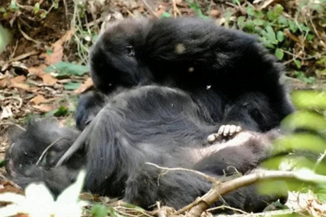 Gorillas Grieve Their Dead and Have Funerals for Them Just Like Humans