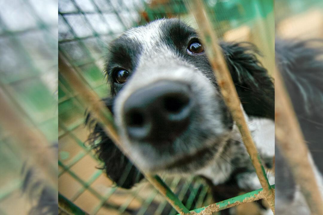 Video: Lonely Pound Dog So Relieved to Be Rescued She Falls Asleep in Rescuer’s Arms