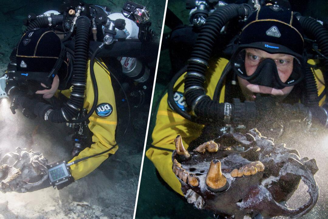 Bones of Ice Age Beasts From Over 13,000 Years Ago Found in Underwater Cave in Mexico