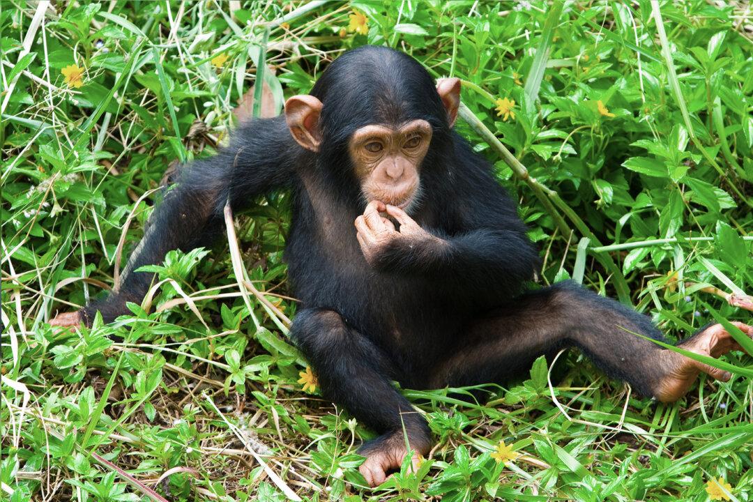 Puppy Being ‘Eaten Alive’ by Worms Saved and Brought Back to Life by Love of Rescued Chimpanzees