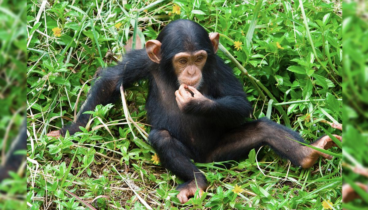 Puppy Being ‘Eaten Alive’ by Worms Saved and Brought Back to Life by Love of Rescued Chimpanzees