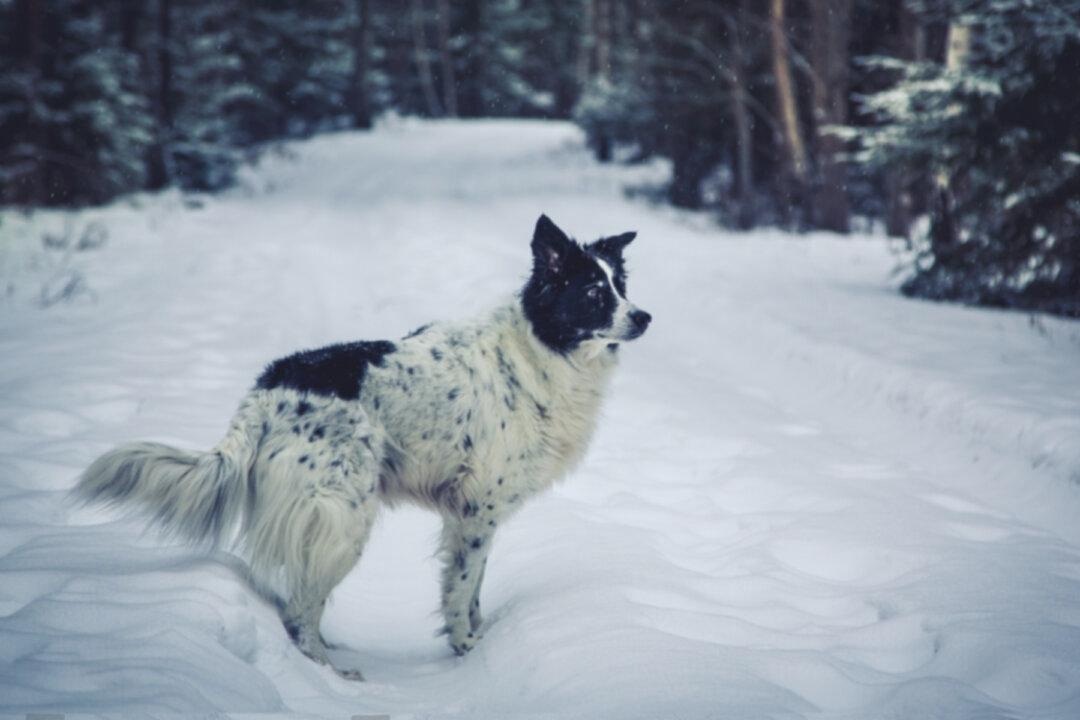 Loyal Deaf & Blind Senior Dog Saves Missing 3-Year-Old Girl, Dubbed ‘Honorary Police Dog’