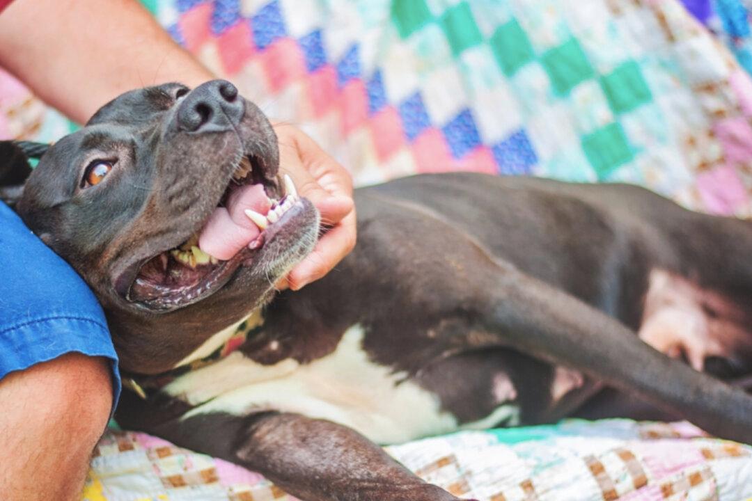 Frail, Elderly Woman Terrified of Neighbor’s Pit Bull–Until the ‘Bad Dog’ Saves Her Life