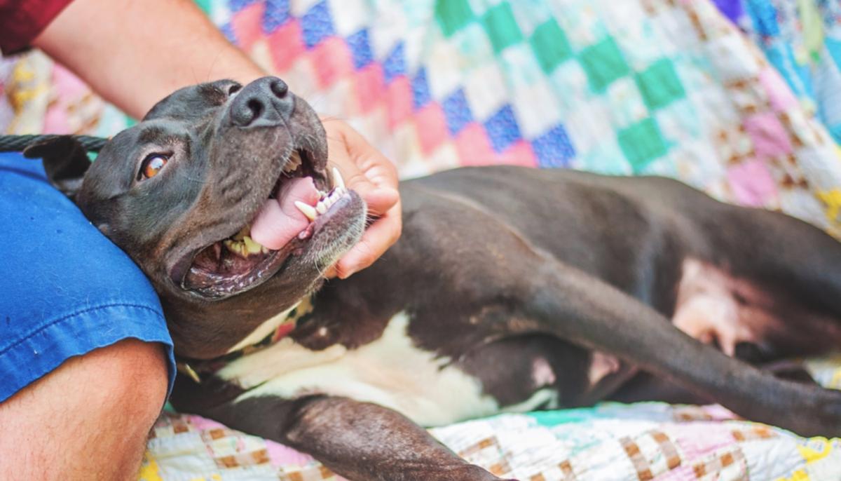 Frail, Elderly Woman Terrified of Neighbor’s Pit Bull–Until the ‘Bad Dog’ Saves Her Life