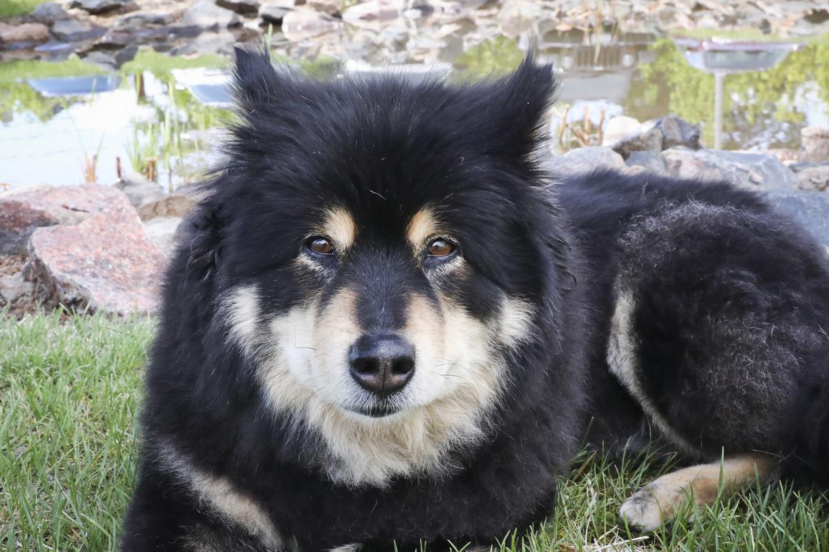 ‘Everybody Loves Grace’: A Dog’s Life Advice for the New Year