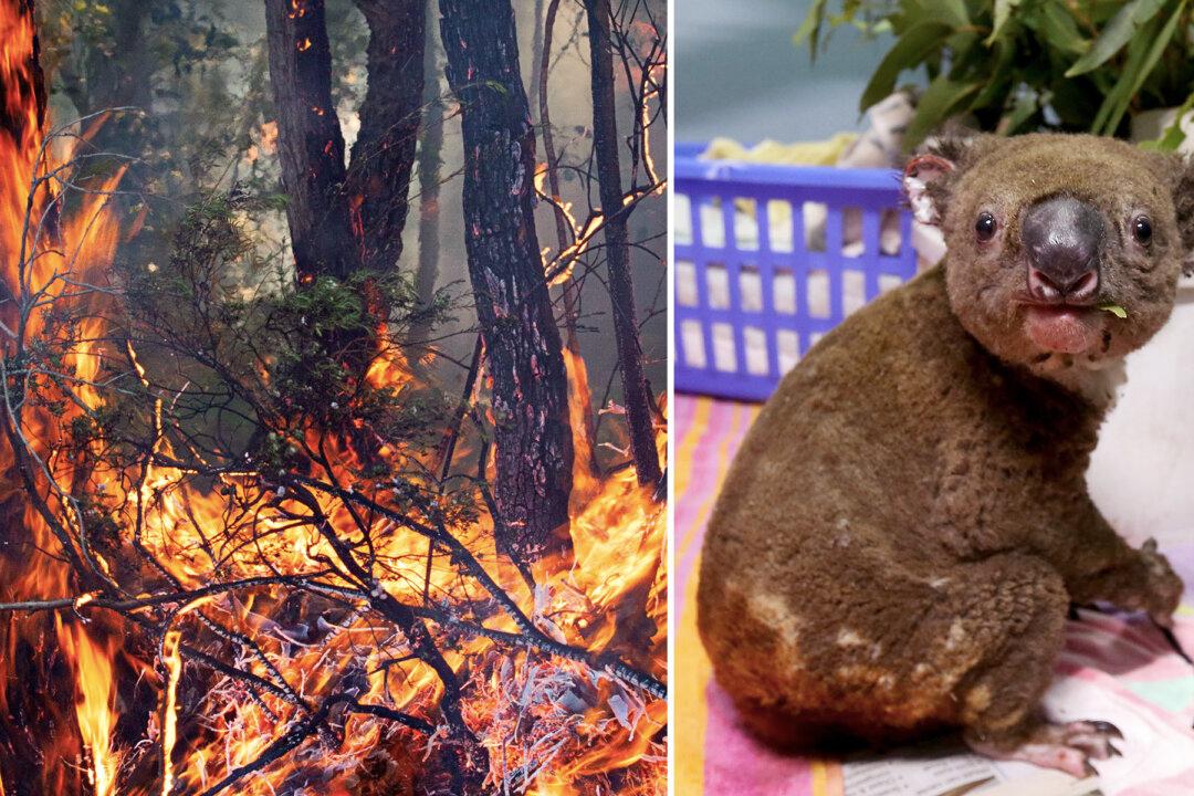 Meet the Two Heroic Dogs Rescuing Koalas From Australia’s Deadly Bushfires