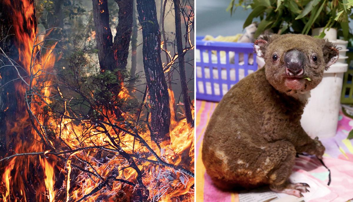 Meet the Two Heroic Dogs Rescuing Koalas From Australia’s Deadly Bushfires