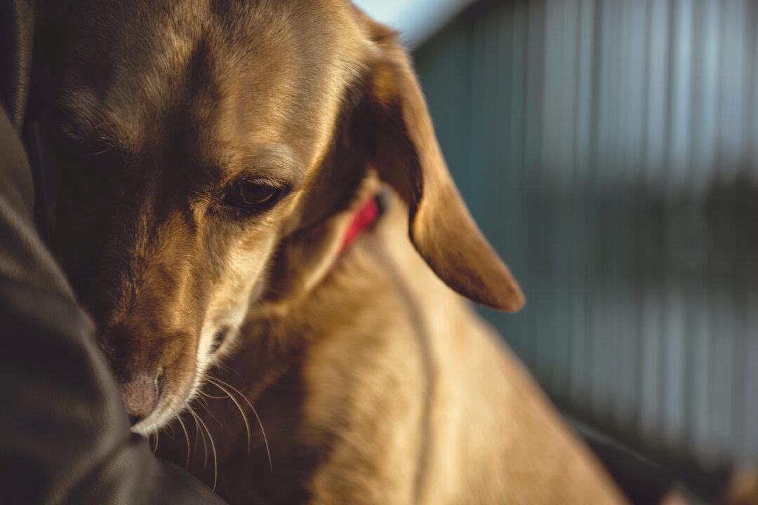 Rescuer Finds Hundreds of Terrified Dogs at Horrendous Puppy Mill, Writes Scathing Open Letter to Breeder