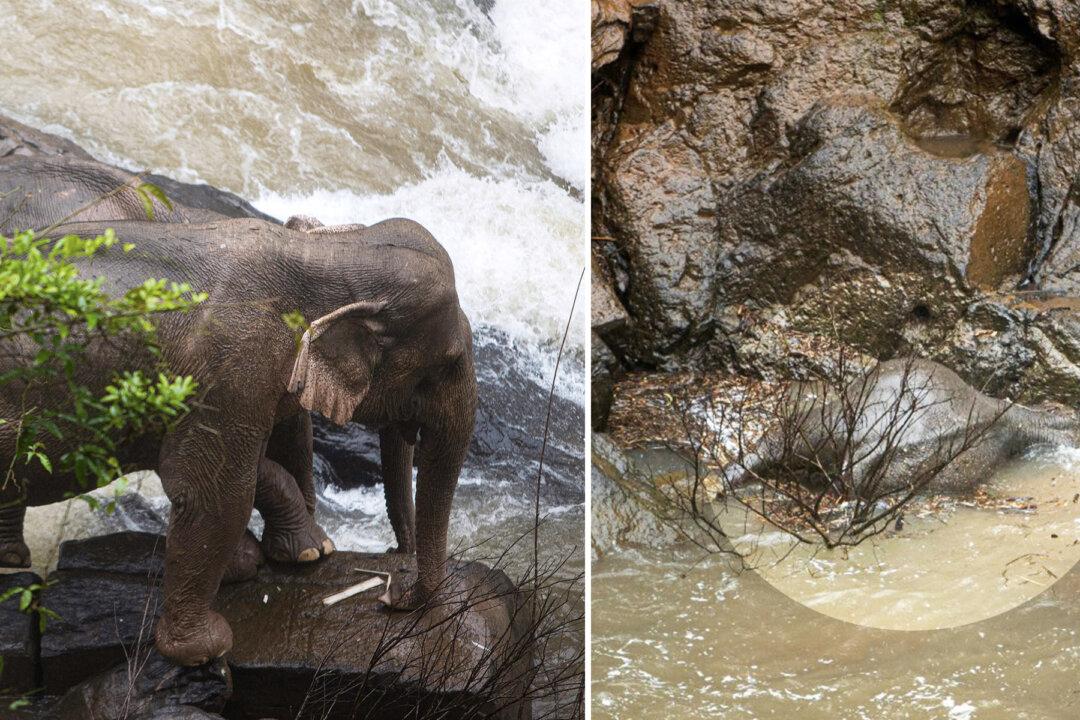 11 Elephants Tragically Plunge to Their Deaths Trying to Save Fallen Calf at Notorious Waterfall in Thailand