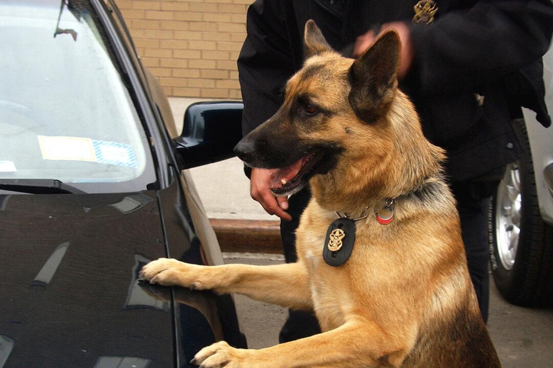 Video Captures Police Dog Taking Down Knife-wielding Suspect Who Punched Cop in the Face
