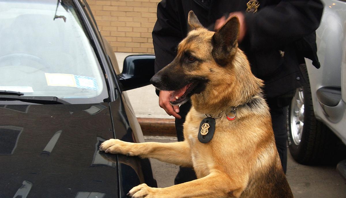 Video Captures Police Dog Taking Down Knife-wielding Suspect Who Punched Cop in the Face