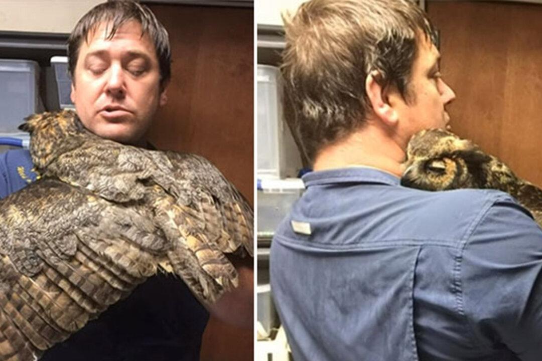 Grateful Owl Gives a Big ‘Hug’ to Man Who Saved It From Brink of Death