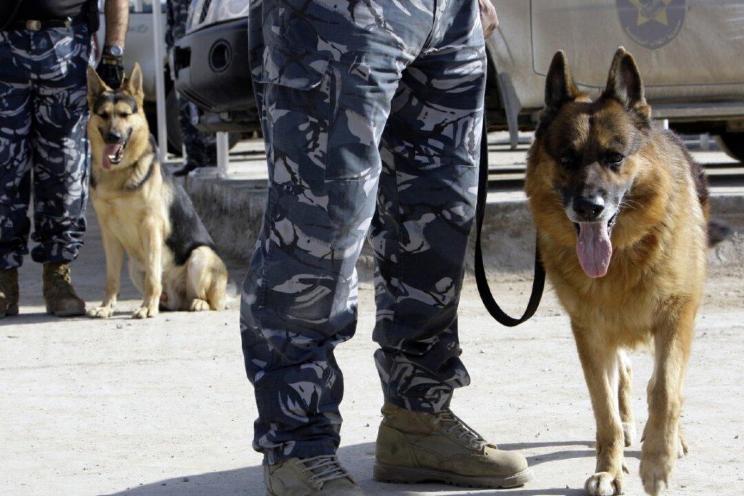 US Stops Sending Sniffer Dogs to Egypt, Jordan After 7 Die