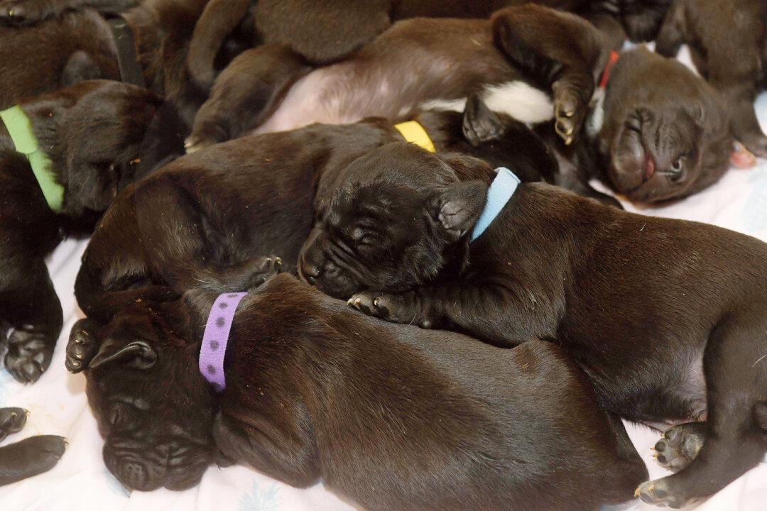 Dog Could Have Set a New World Record After Giving Birth Naturally to 21 Puppies