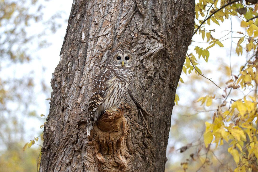 Photographer Hides for Two Hours to Capture This Perfectly Camouflaged Owl