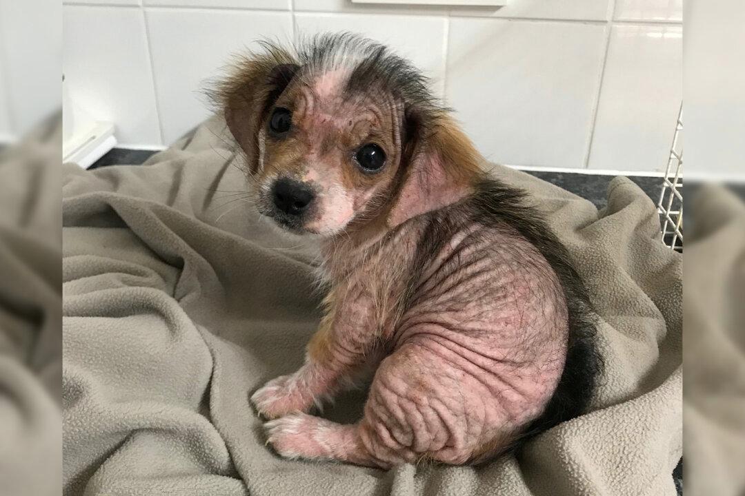 Pup That Lost Fur Due to Mange Looks Unrecognizable After Being Nursed Back to Health
